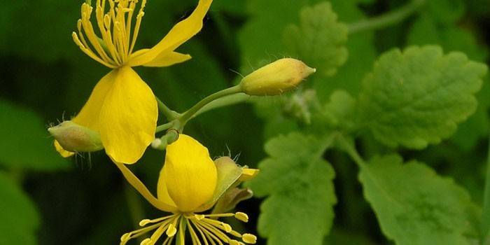 Planta celandine