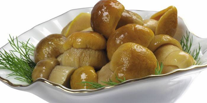 Cogumelos porcini