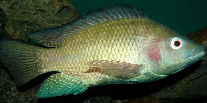 Ryba Tilapia