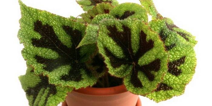 Mason Begonia