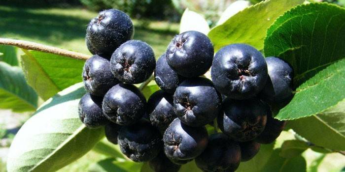 Aronia