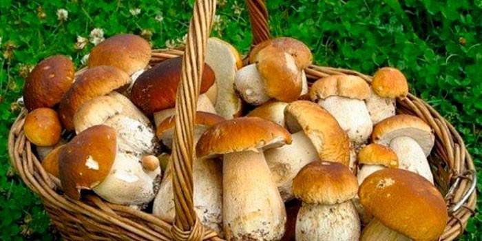 Koszyk Ceps