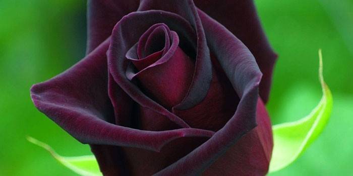  Té híbrido rosa