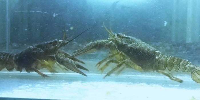 Cangrejos de río en el acuario