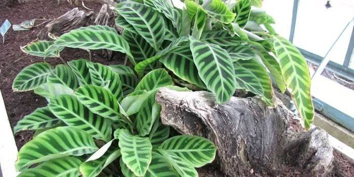 Rastlina Calathea