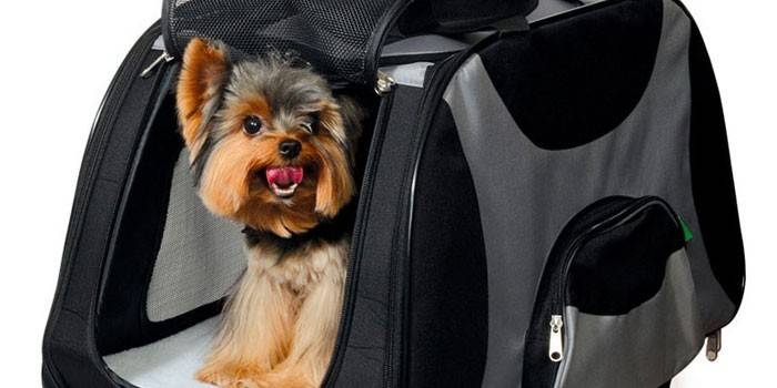 Yorkshire Terrier w torbie