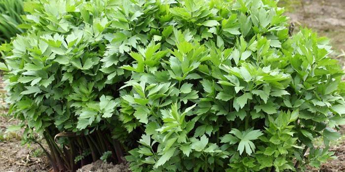 Lovage de grama no jardim