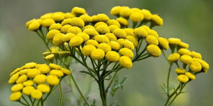 Tansy floreciente