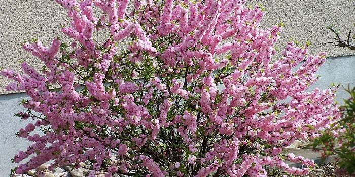 Arbusto de sakura de florescência