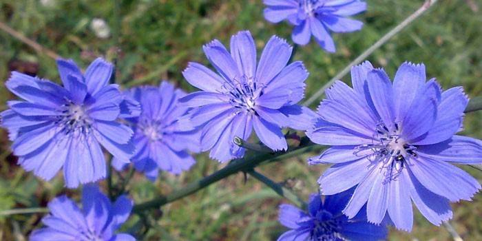 Flores de achicoria