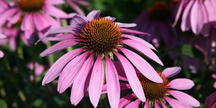 Flores de Echinacea