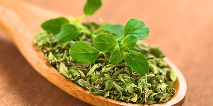 Oregano suché a čerstvé v lyžičke