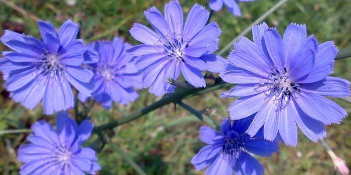 Flores de chicória