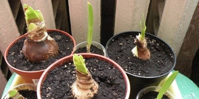 Bulbos de plantas em vasos
