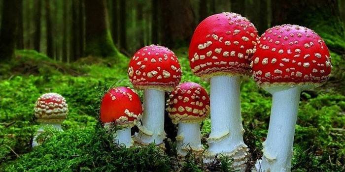 Amanita muscaria w lesie