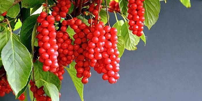 Bayas de Schisandra chino