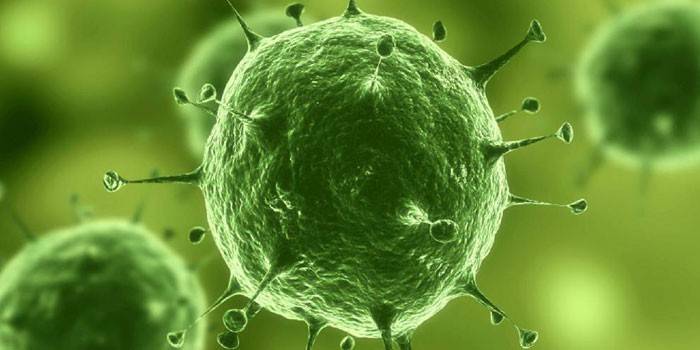 Mycoplasma hominis bacteria sob o microscópio
