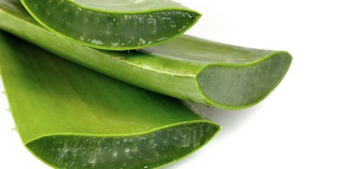 Aloe listy