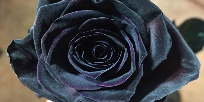 Rosa negra