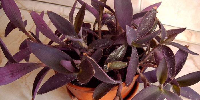 Tradescantia fialová