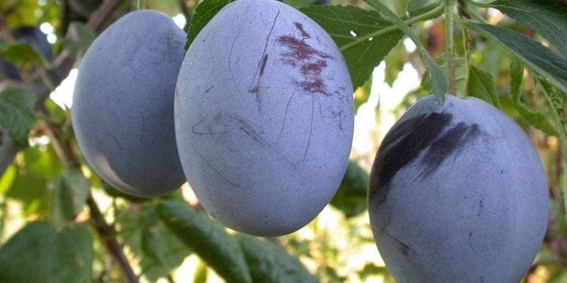 Plum Express
