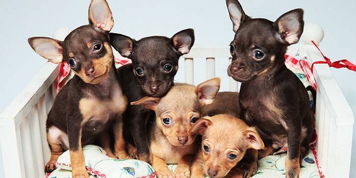 Szczenięta Toy Terrier