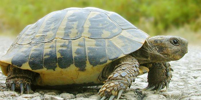 A tartaruga está andando ao longo da pista