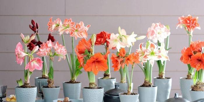 Hippeastrum de diferentes tipos