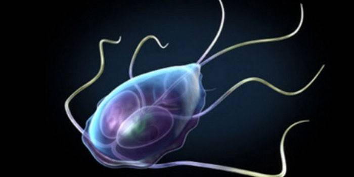 Giardia pod mikroskopem