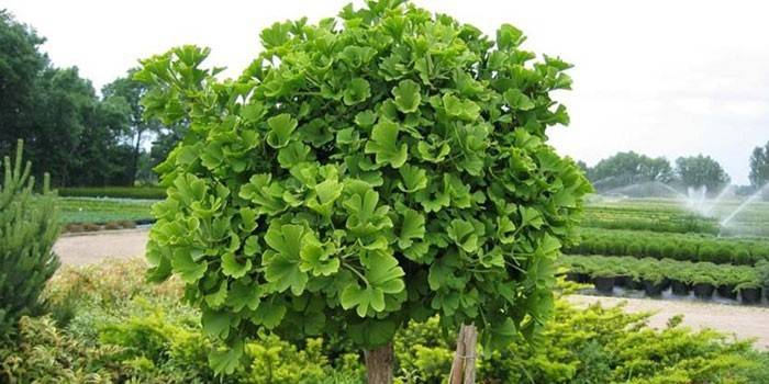 Strom ginkgo biloba