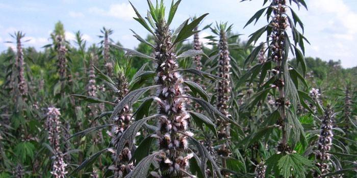 Motherwort kwitnienia