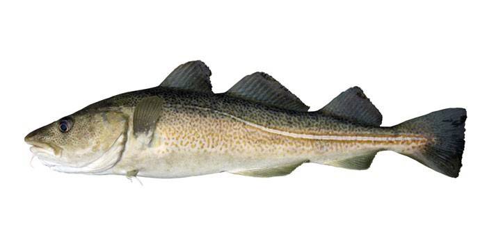 Pescado