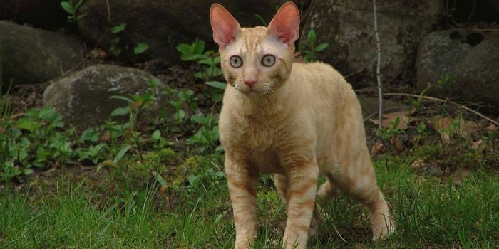Cornish Rex cat