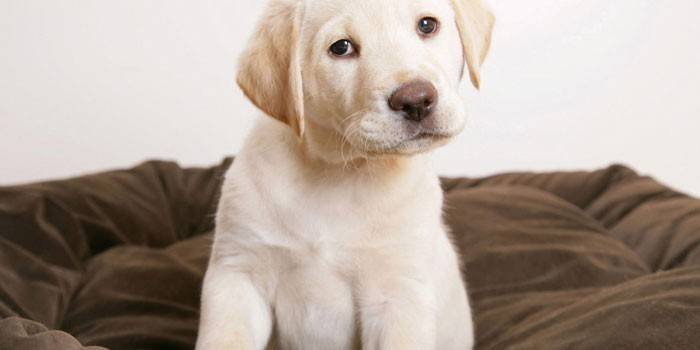 Szczeniak Labrador
