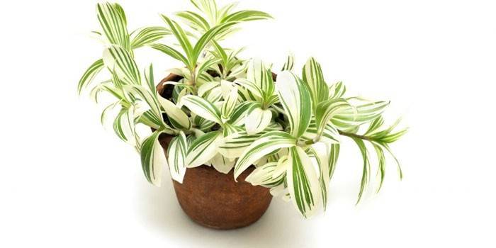 Tradescantia v kvetináči