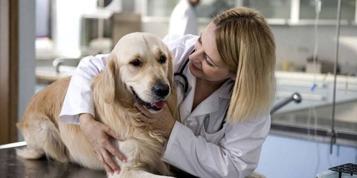 Cão e veterinário