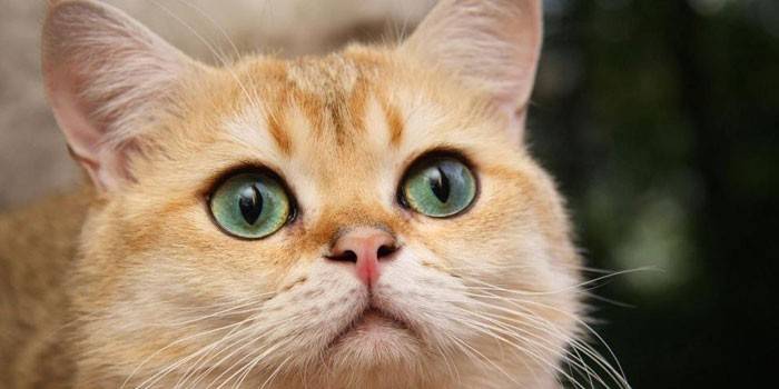 Gato jengibre