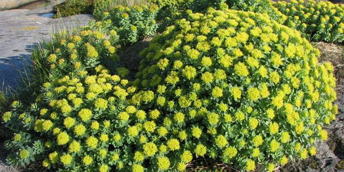 Arbustos de Rhodiola rosea
