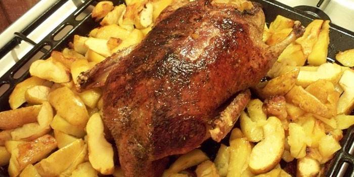 Pato inteiro com batatas e maçãs em uma assadeira