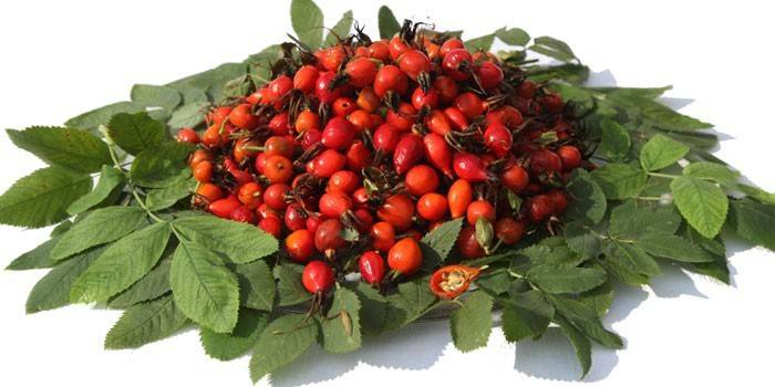 Frutos e ramos de Rosa Mosqueta