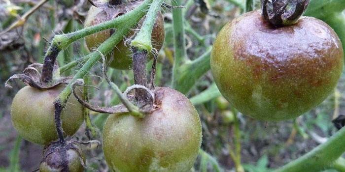 Phytophthora na paradajkách