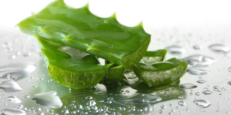 Aloe listy