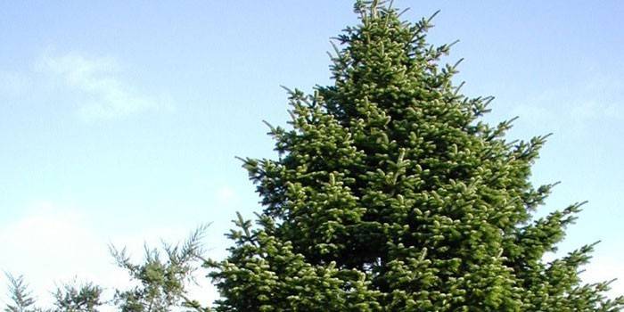 Nordman Fir