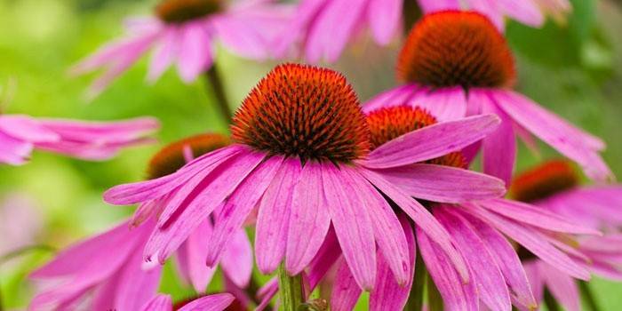 Flores de Echinacea