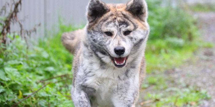 Perro Akita Inu en la naturaleza