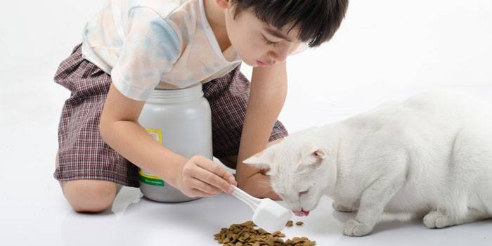 Niño alimenta a un gato