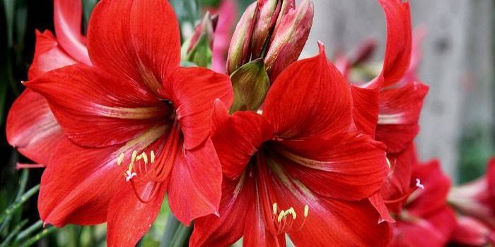 Vermelho Hippeastrum