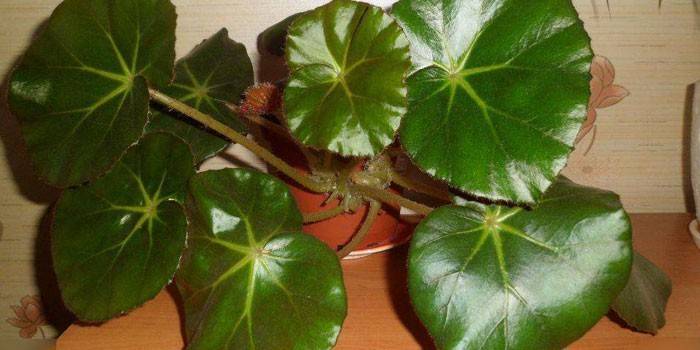 Begonia o czerwonych liściach