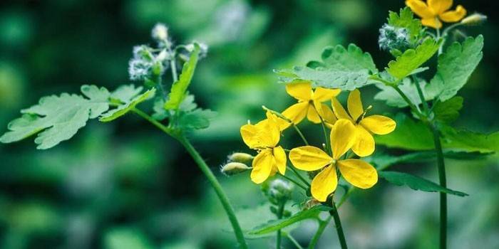 Planta celandine