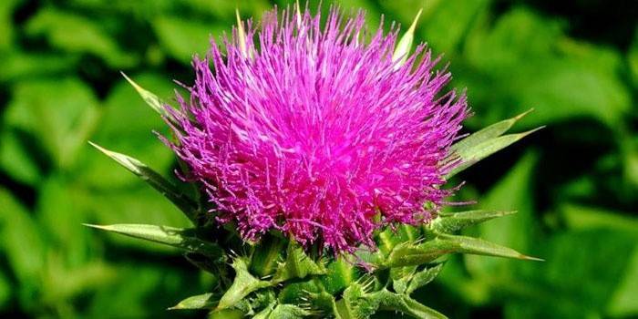 Flor de cardo